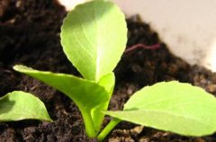 家庭配備農(nóng)藥殘留速測儀為何成為趨勢？