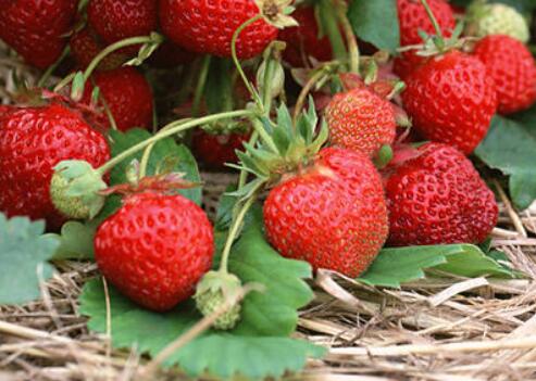 農(nóng)藥殘留檢測(cè)儀