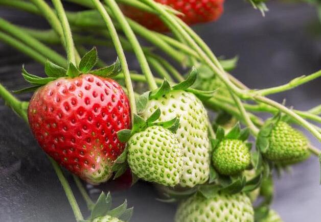 農(nóng)藥殘留檢測(cè)儀